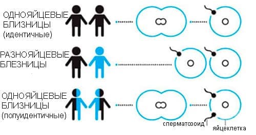 Советы гинеколога как забеременеть двойней или близнецами