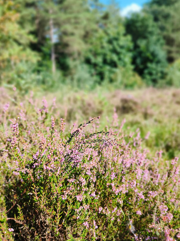 Lumii_20250810_185126486