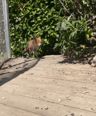 fox-excited.gif