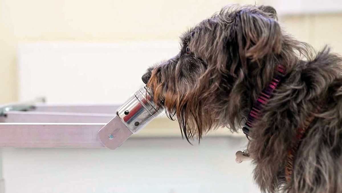 foto cani scoprono stress umano annusando sudore respirazione