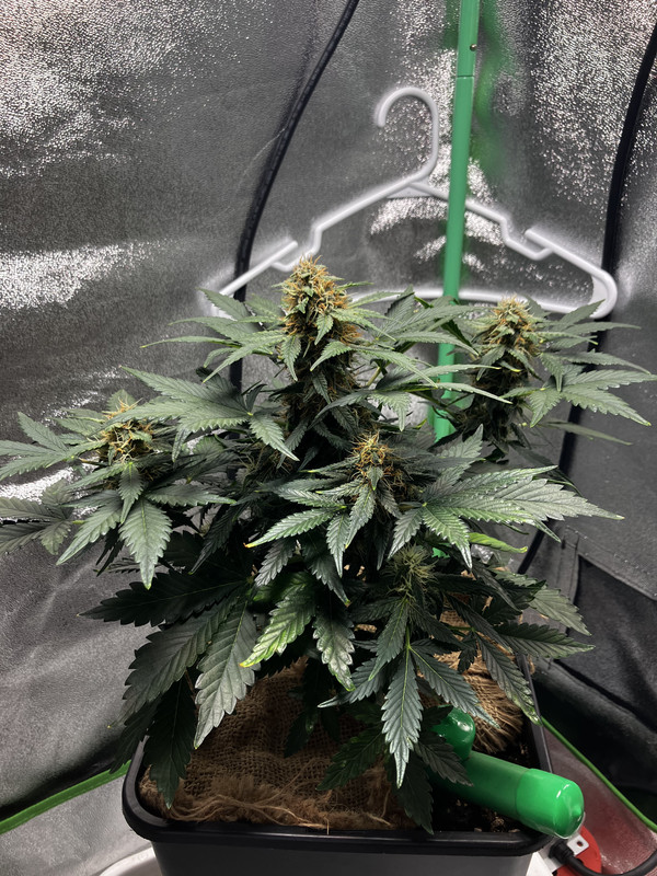 8E32059A-9E2F-4E78-852E-7197B0689169