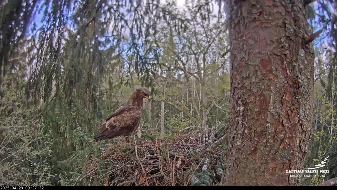 LVM mazais ērglis Lisiņa, egle – Lesser Spotted Eagle 12-41-17 screenshot