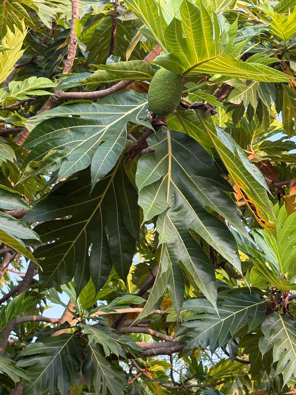 Breadfruit