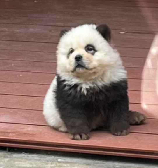 panda-monium-china-zoo-slammed-899317216
