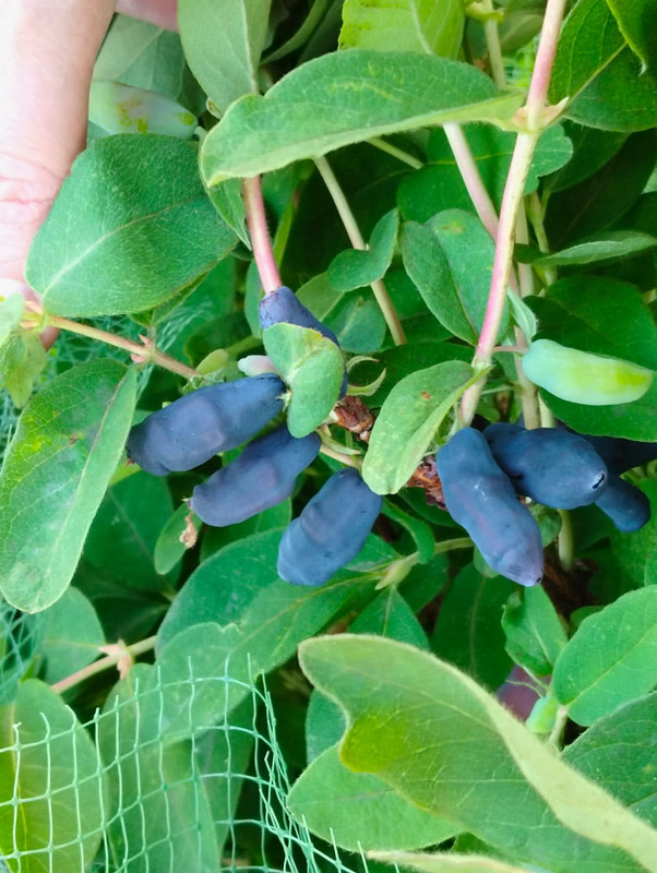 41274C85-6C3E-4FE2-B177-6125D2702F1E