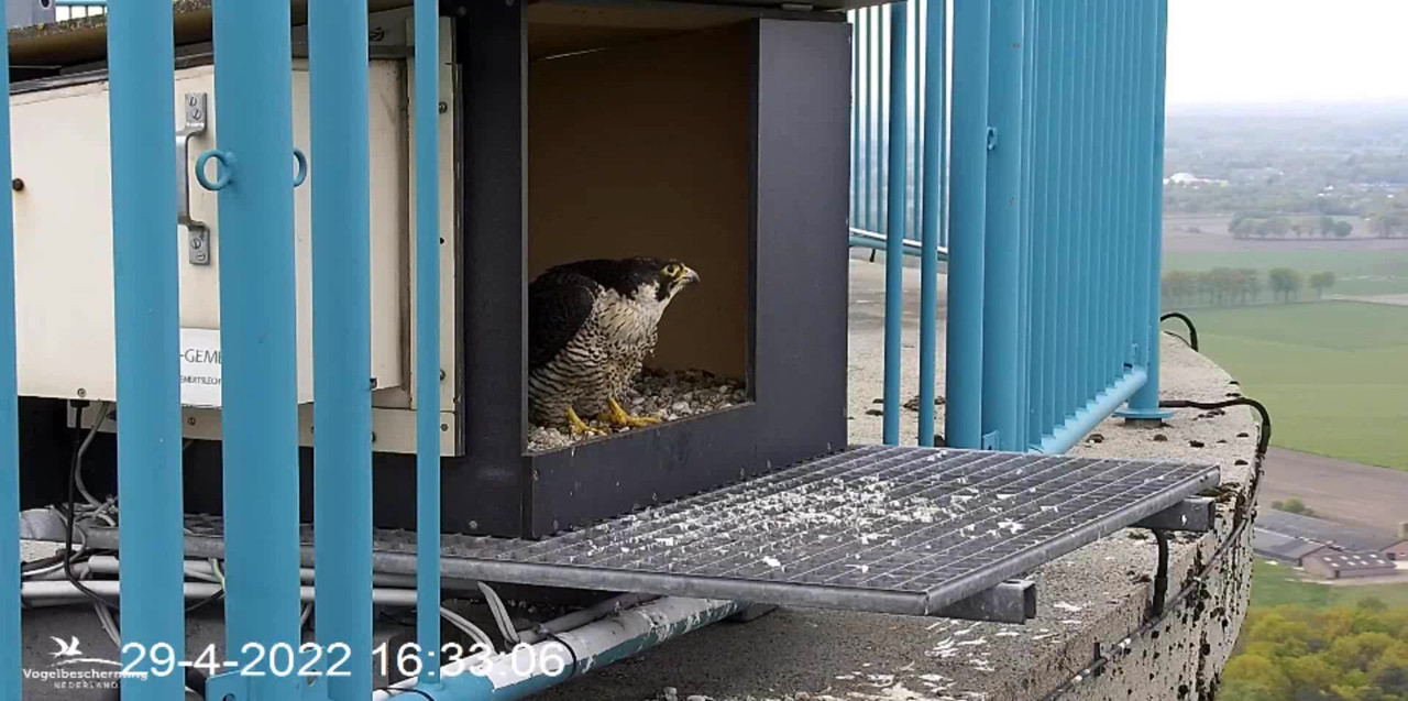 campics BDL 2022 va 9 april 2022 ©VWGGemert/Vogelbescherming Nederland - Pagina 39 Video-2022-04-29-163740-Trim-Moment-3
