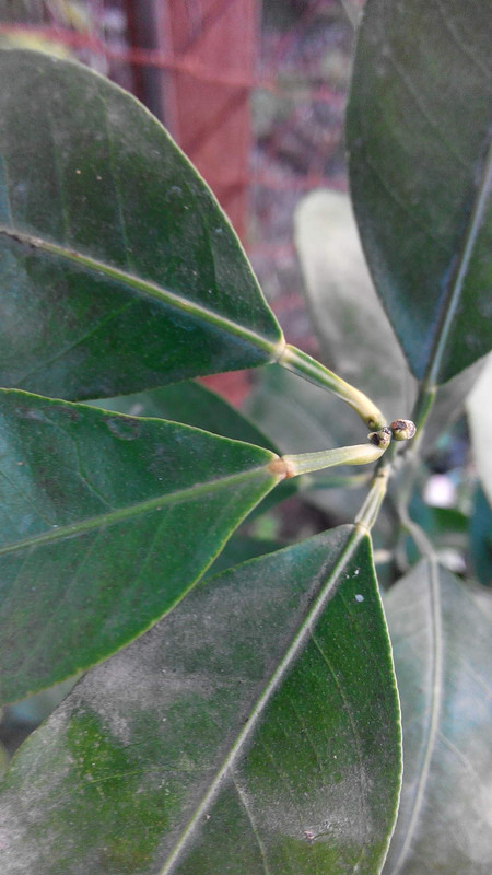 IMG_20160726_184147_0