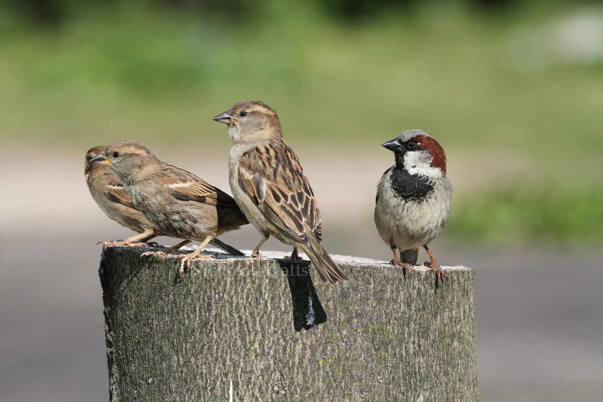 House Sparrows