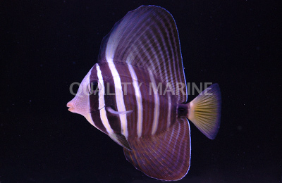 sailfin-tang.jpg