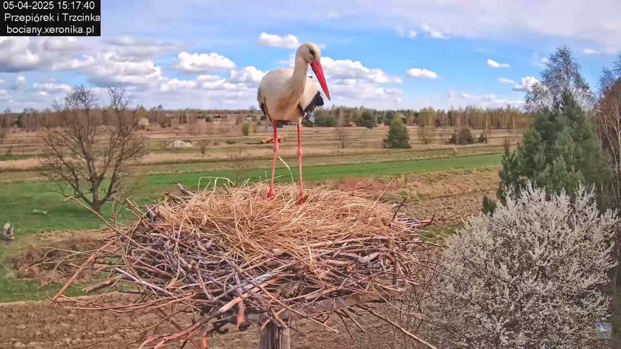 05042025paresekundwgniezdzie_14