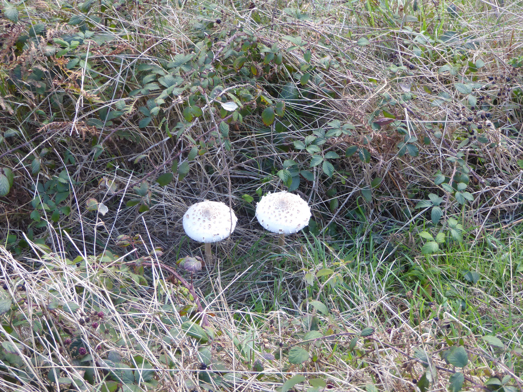 0F5497D7-3486-48E6-922F-FAEC6AB17CB5