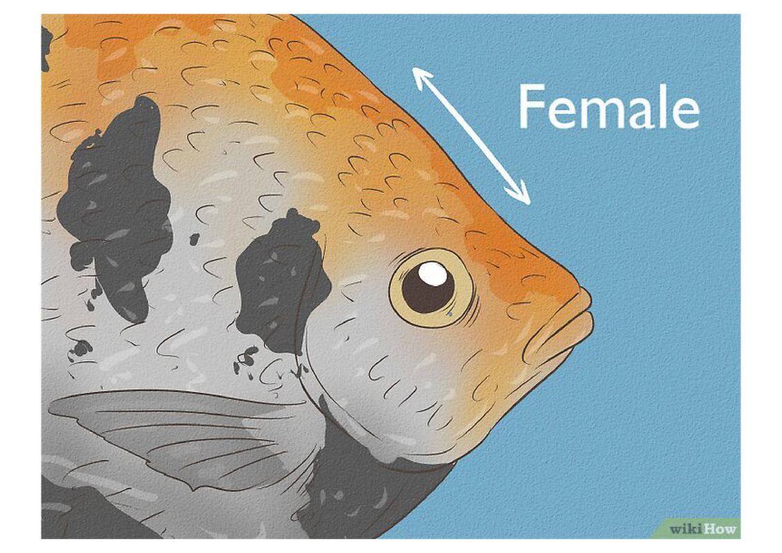 scalairefemelle-fusionné