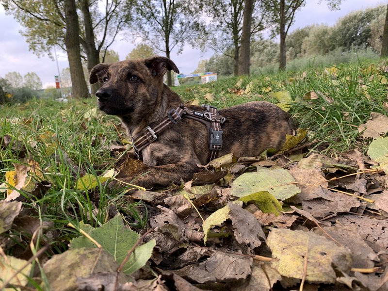 Afbeelding