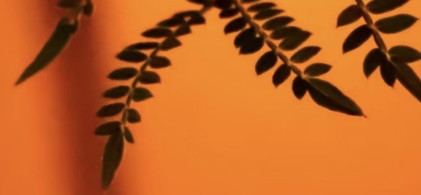 deco