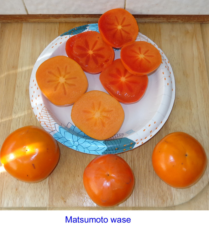 Matsumoto-Pic3 (9-3-22)