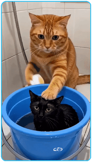 070726-shampoing-chat-noir-qui-devient-blanc-rigolo