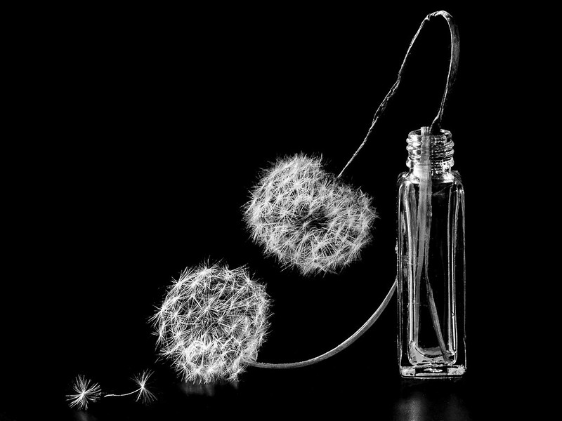blacknwhite-dandelion-decay.jpg