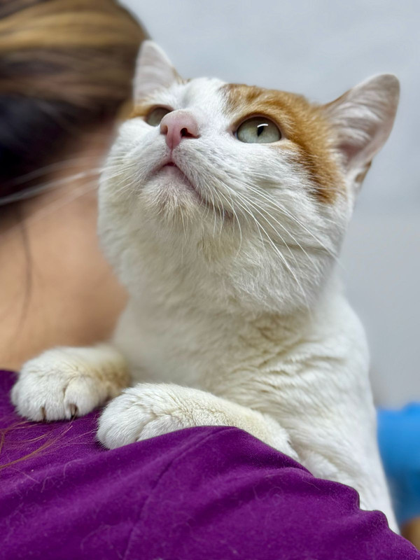 Изображение WhatsApp 2025-04-14 в 16.33.38_1d83f804