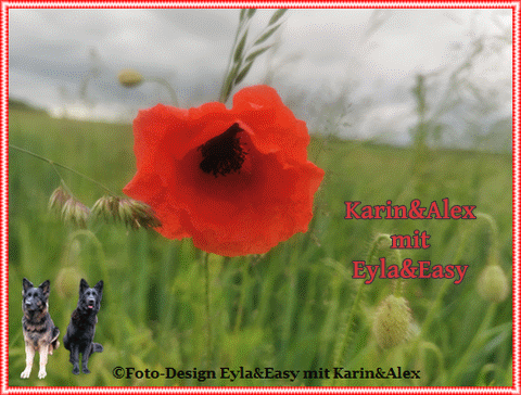 An den Beitrag angehängtes Bild: https://i.postimg.cc/vHWFJKK9/GB-28-06-2024-Gr-e-im-Sommer.gif