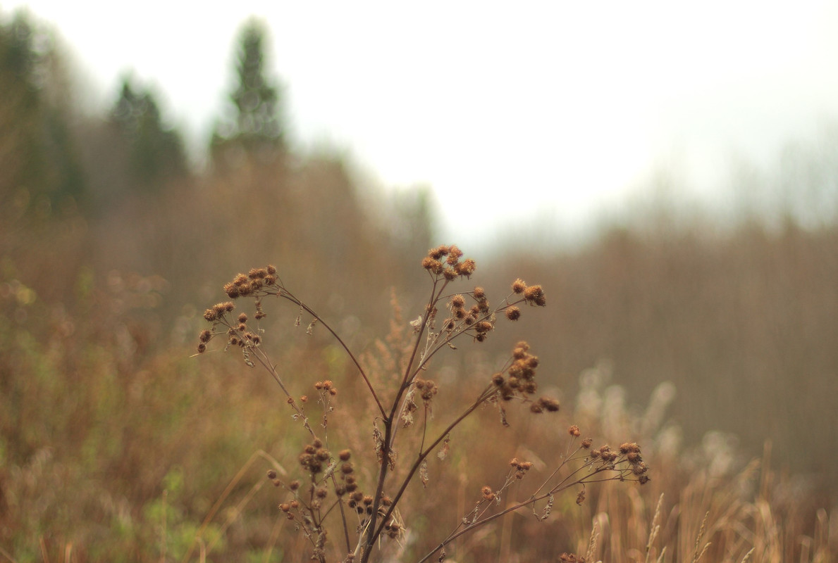 IMG_6629 (2394 x 1611)