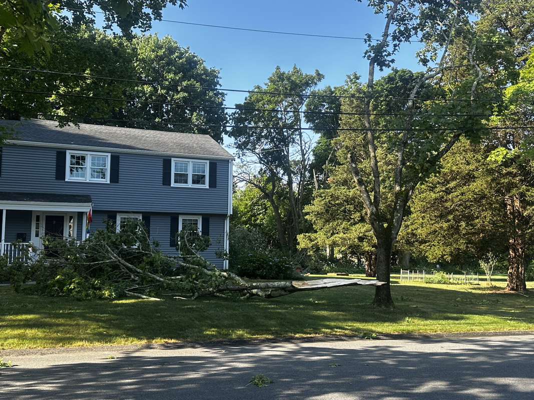 Downed trees