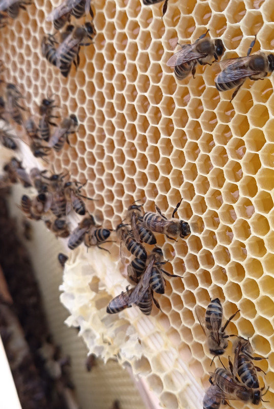 foto-z-31.3.2024 nástavek nezistěn rámky 15cm