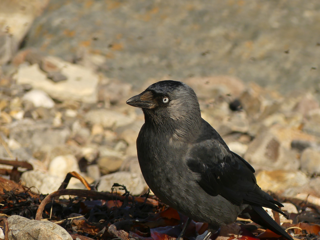 JACKDAW 45 290424