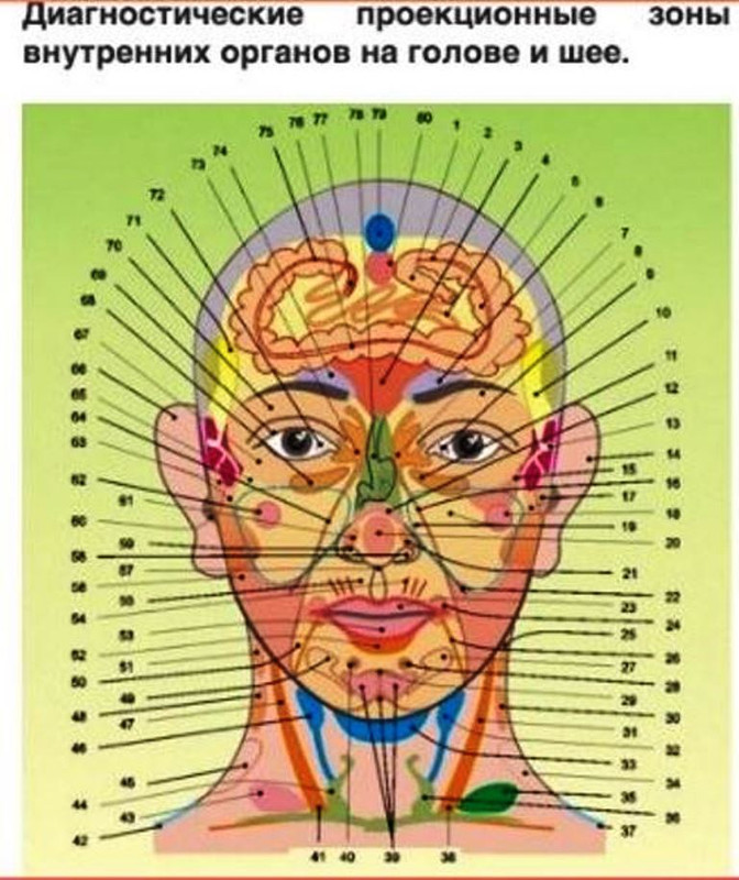 зоны-голова-шея