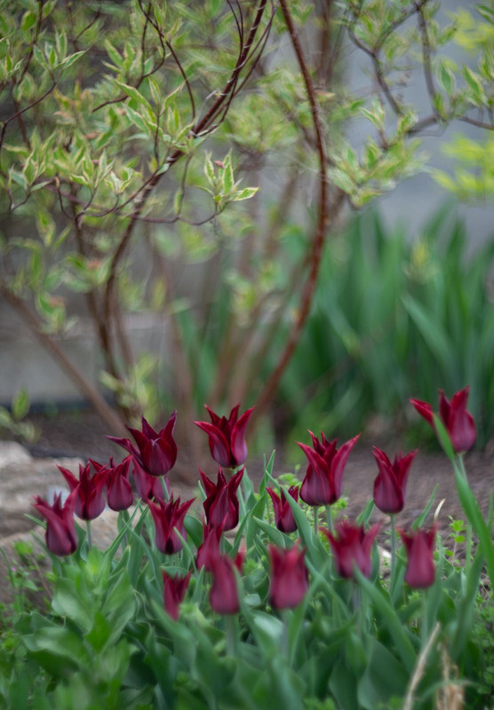 IMG-4ed8e5c9b36edb879b8a5c2dbe4d151a-V