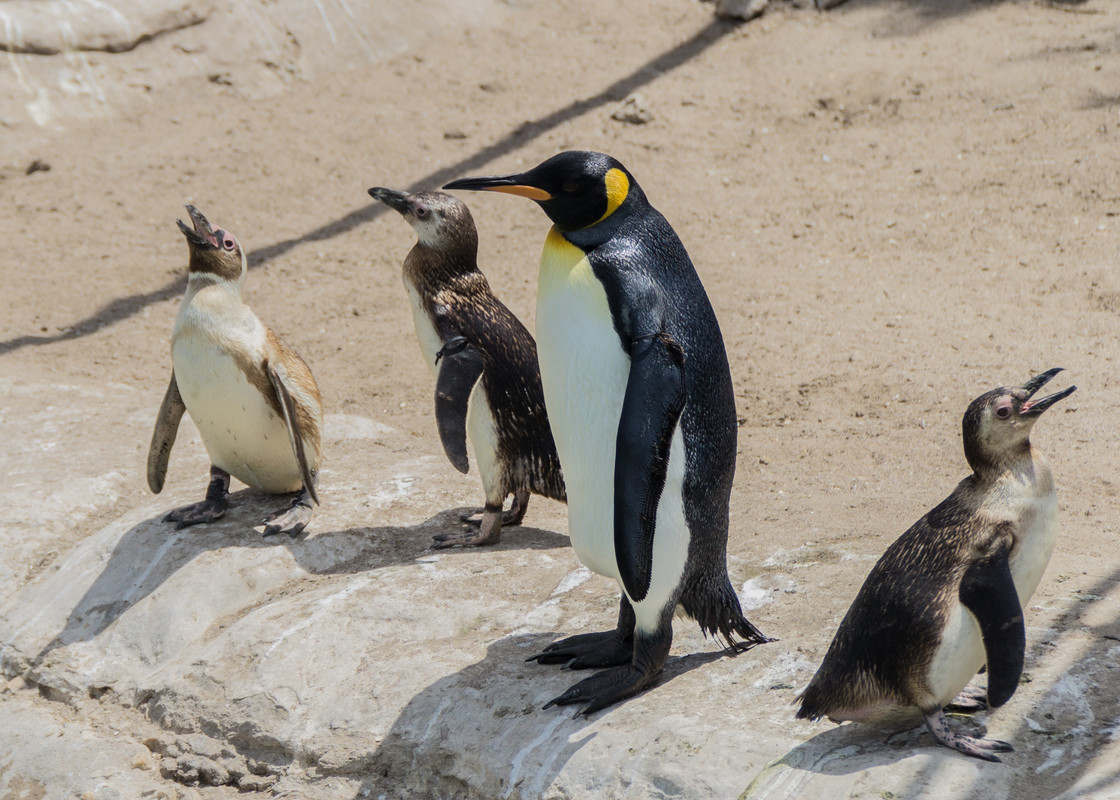 penguins-080