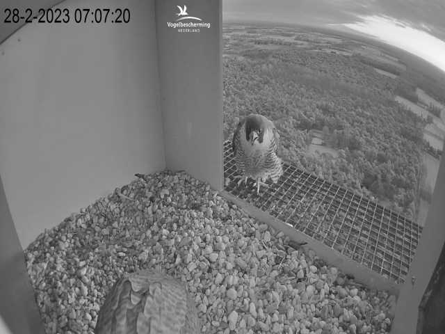 Campics © VWGGemert/BDL en Hans Natuurkanaal. - Pagina 3 5