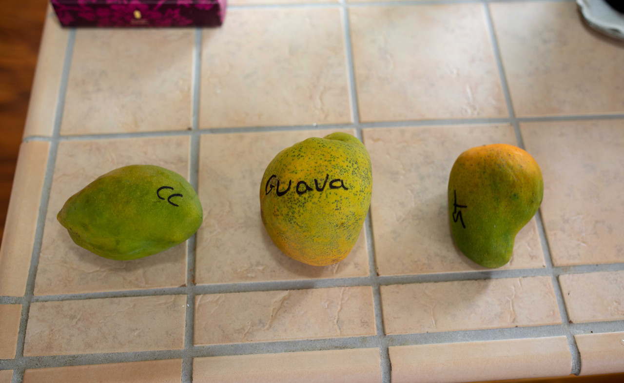 8U1A7152  Coco Cream, Guava & ST Mangoes Ripening (10-25-2024)