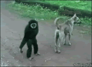 monkey-dog