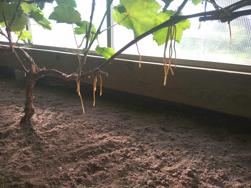 Безымянныййй