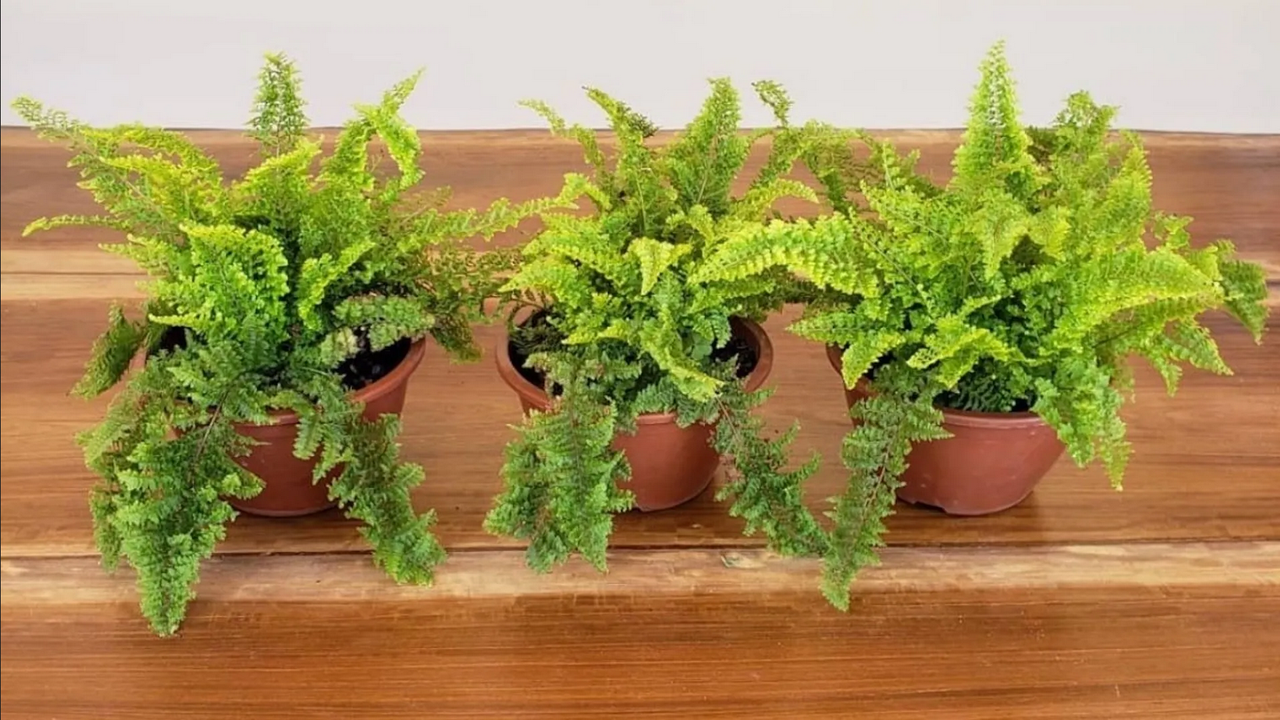 ¿Cómo se reproduce los helechos? ¡Tenemos el truco para multiplicarlos!