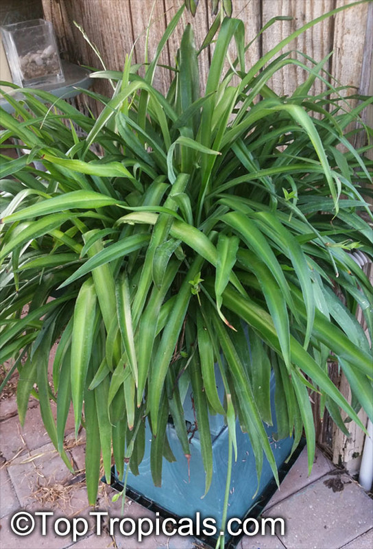 20141126_171515Chlorophytum_sp_TA