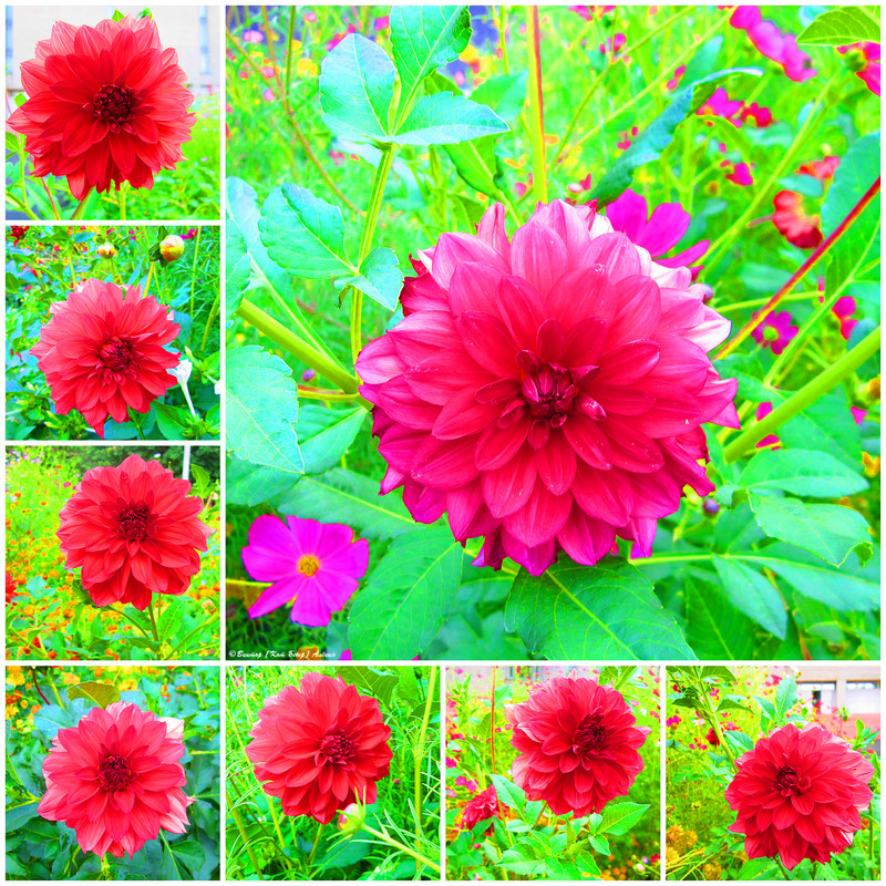 городские цветы 05