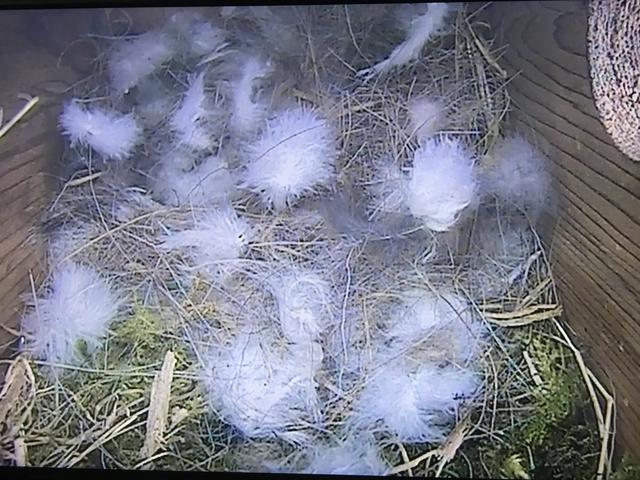 F62AE28F-D6D2-412E-ADC3-FEF9D669A406