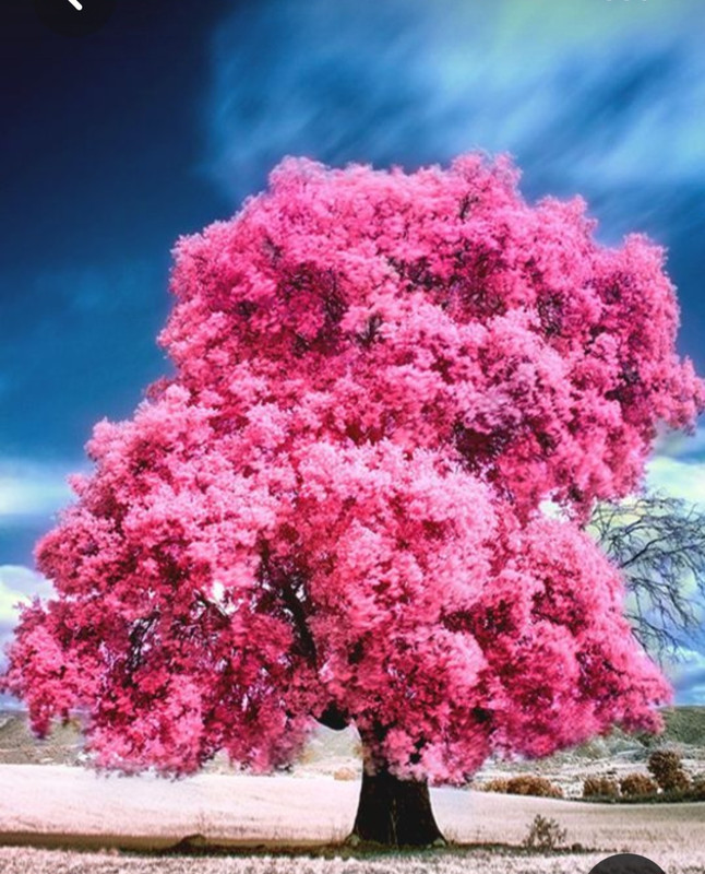 Screenshot_20230429_005914_Pinterest