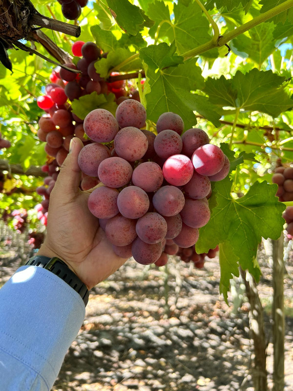 Asesoría poscosecha 3