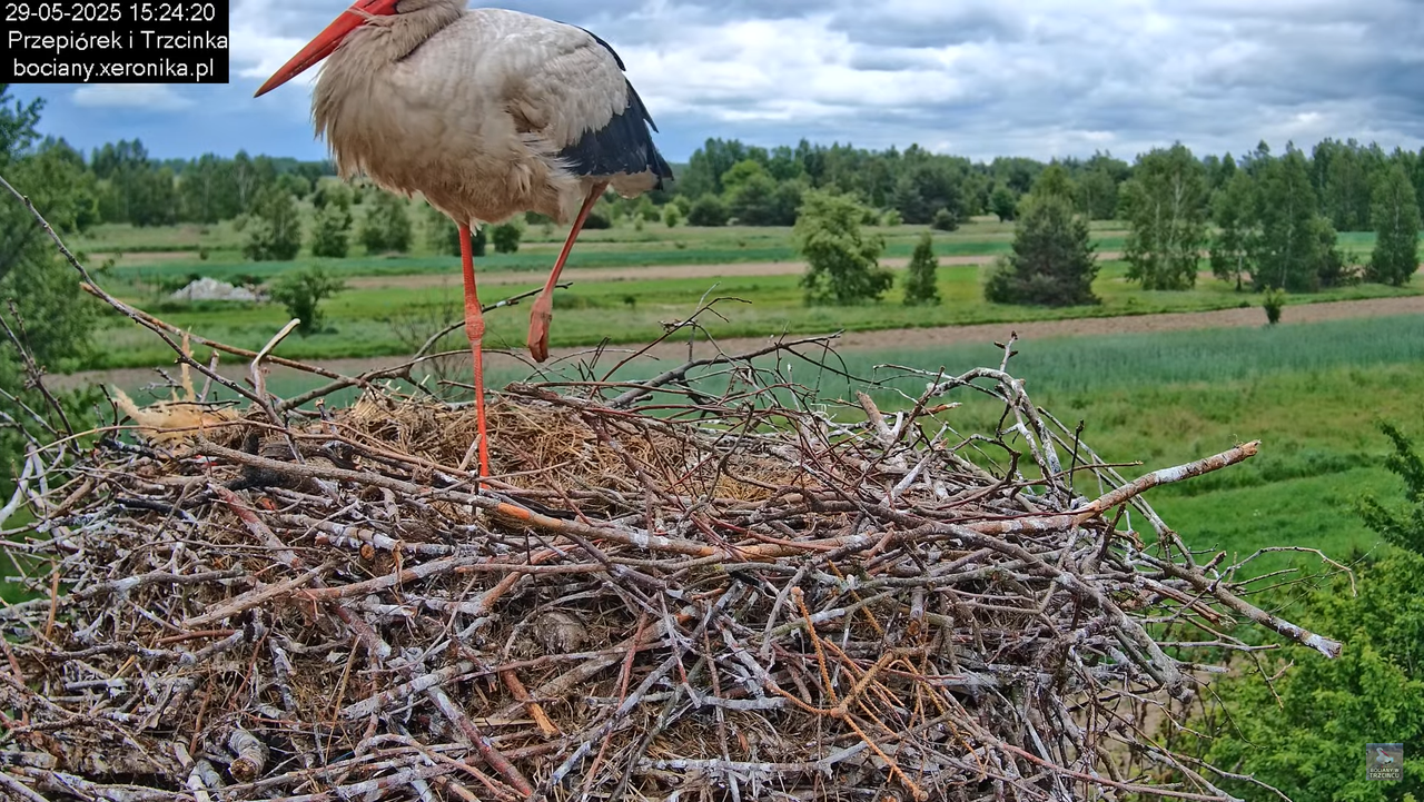 29052025bociany19