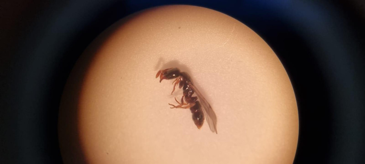 MicrosoftTeams-image (2)