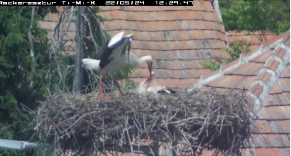 2022-05-24_123331érkezik