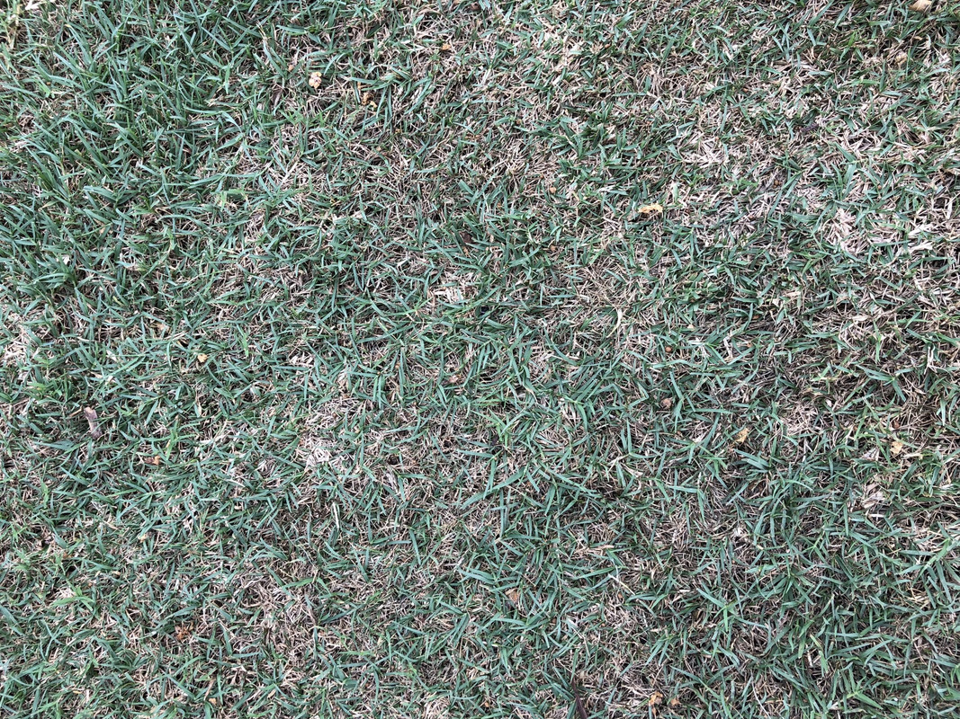 Grass is turning black | Lawn Care Forum