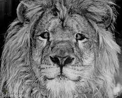 Clarence the cross eyed lion