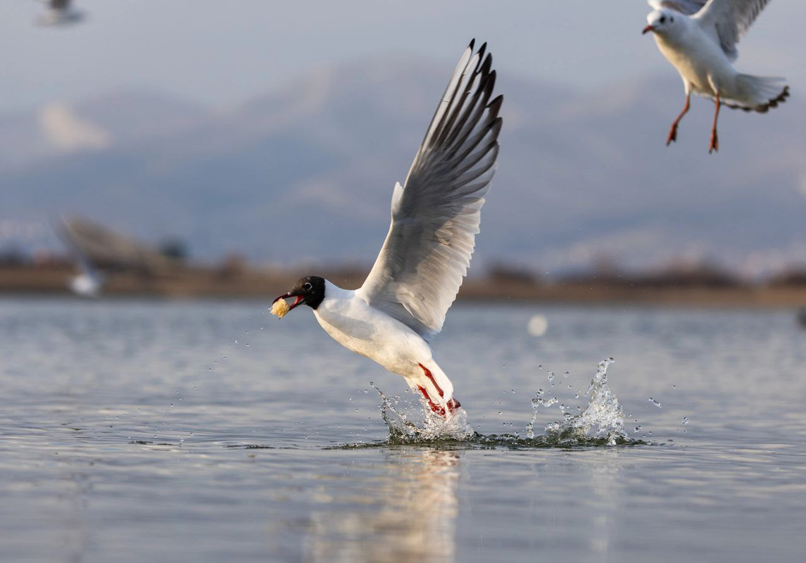 IMG_20240318_161535_610