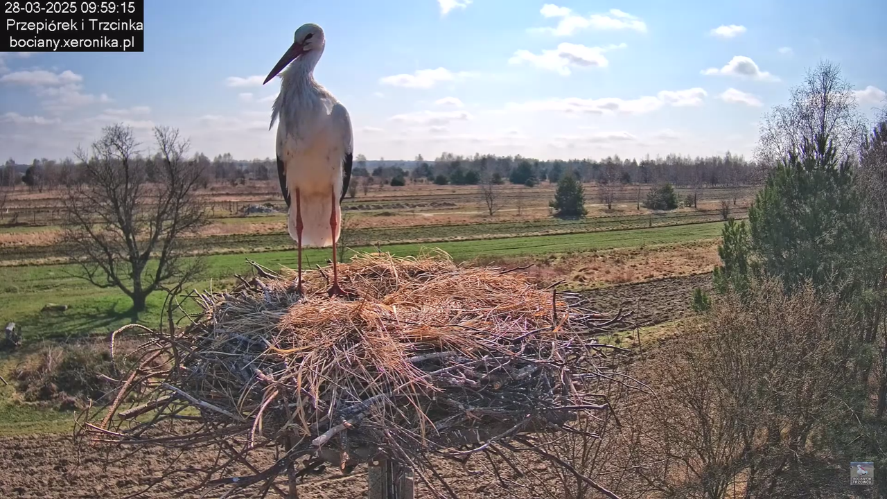bociany28032025_44