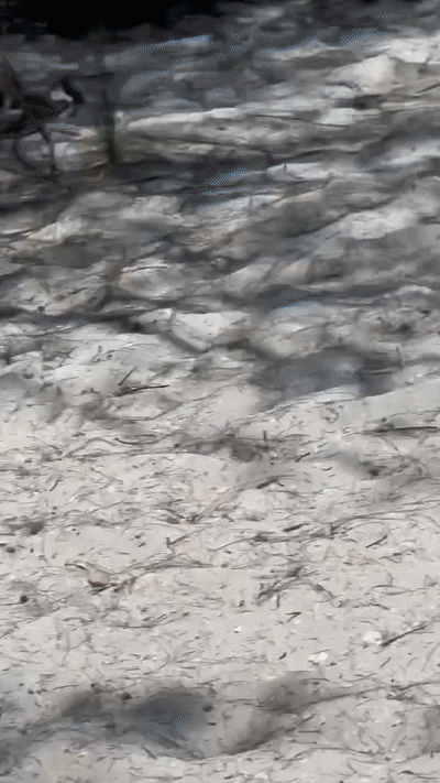 ezgif-530f4ea97b9927.gif