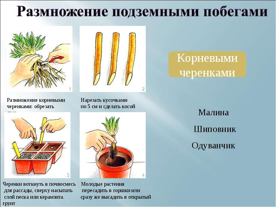 Плюсы и минусы размножения груши черенками что нужно знать перед началом процесса