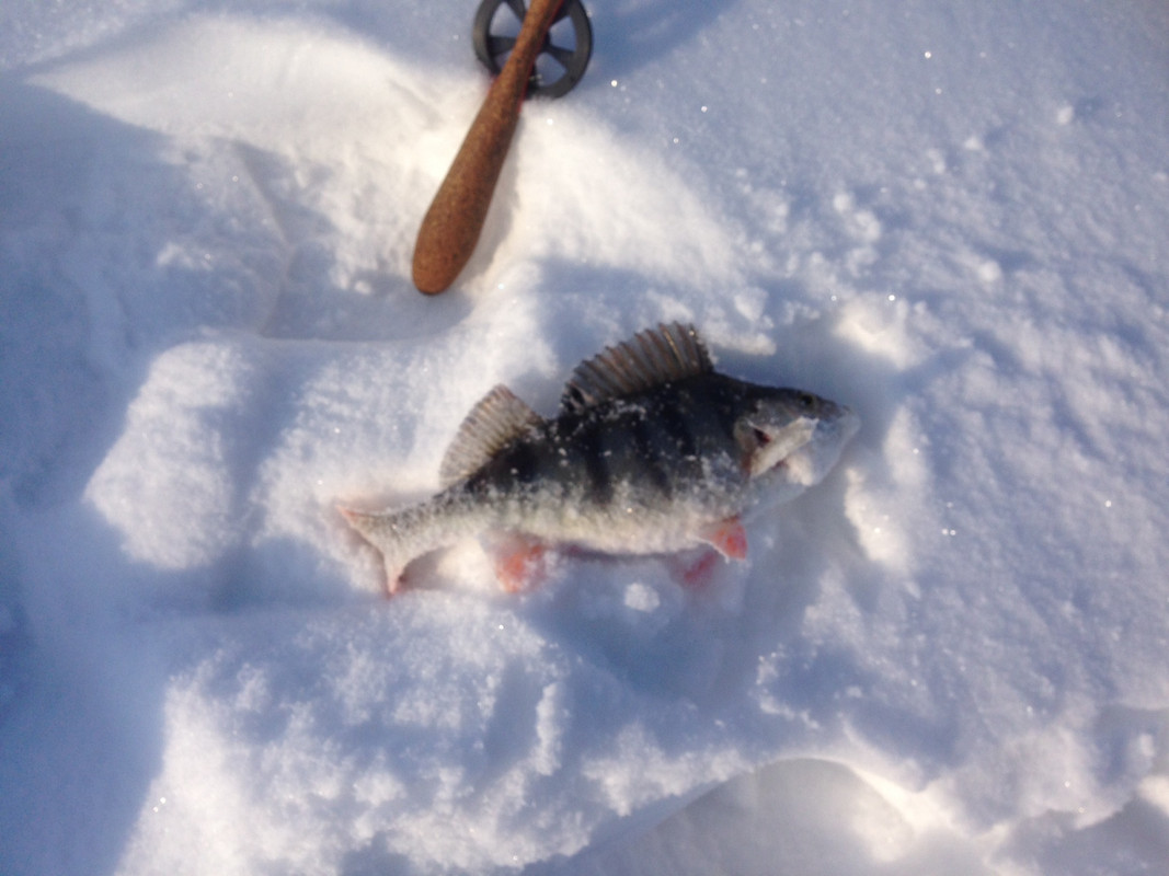 На пальму 09